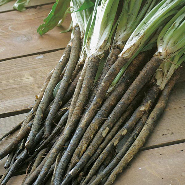 Scorzonera