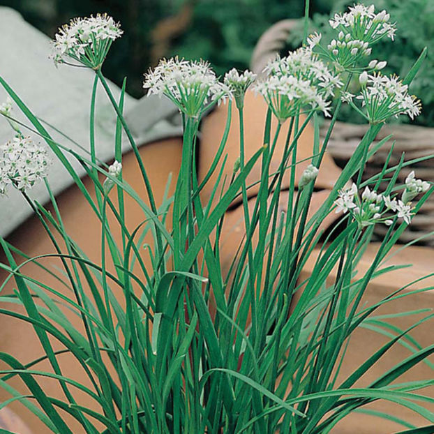 Usturoi peren de taiat Garlic Chives