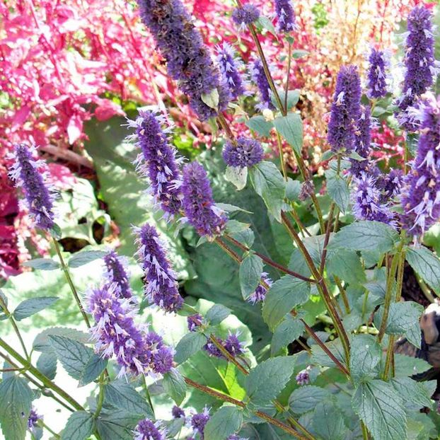 Agastache rugosa -Menta Koreana