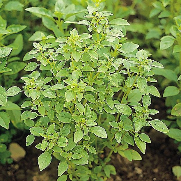 Busuioc Bush