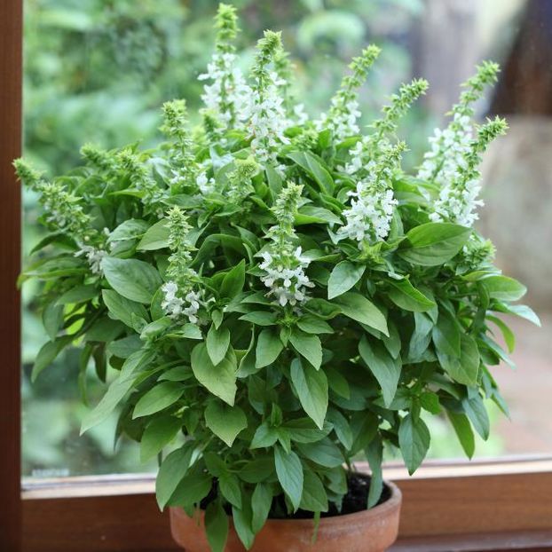 Busuioc Floral Sires White2