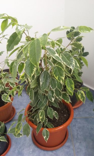 Ficus benjamin Samantha - Ficus benjamin