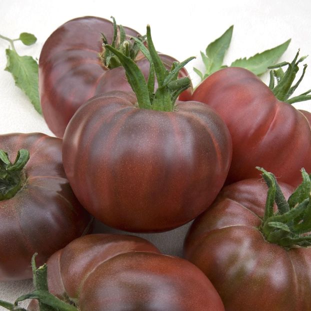 Toamte negre Black Russian1 - SEMINTE HOBBY de legume si plante aromatice