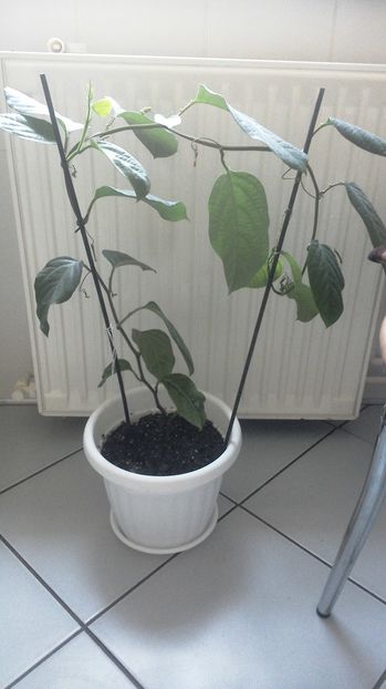 Passiflora Alata - Plante exotice