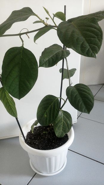 Passiflora Alata - Plante exotice