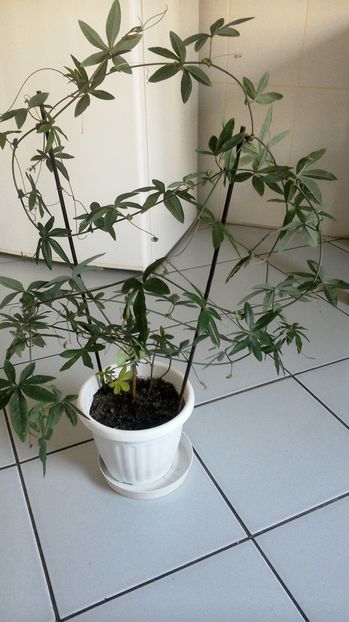 Passiflora caerulae - Plante exotice