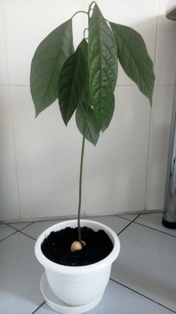 Avocado - Plante exotice