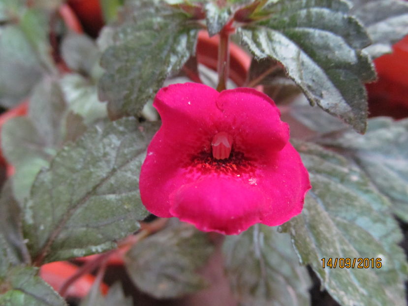 weinrot elfe - ACHIMENES 2016