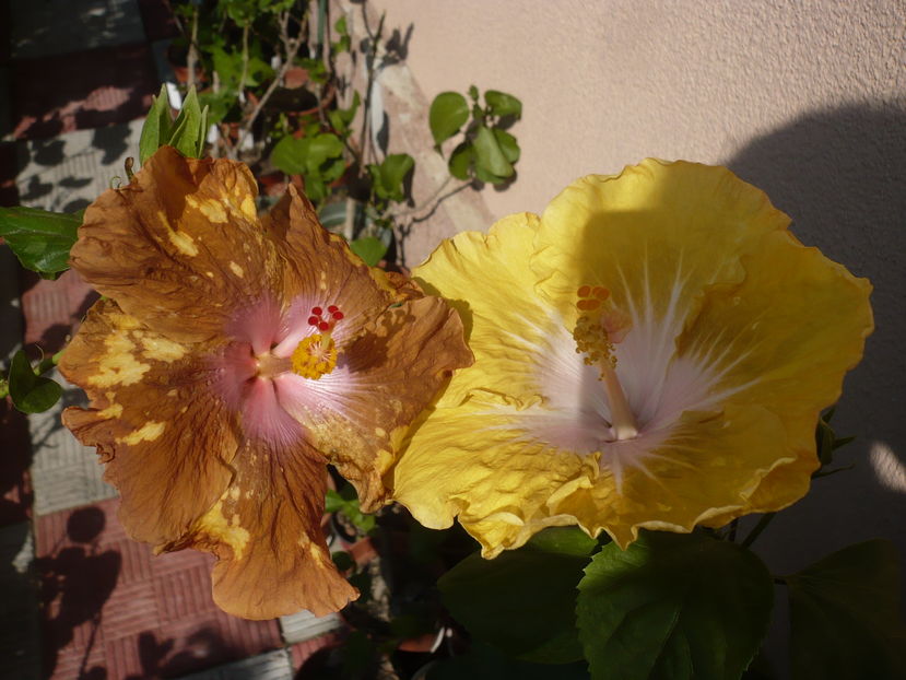 13.09.2016 - HIBISCUSI 2016-6