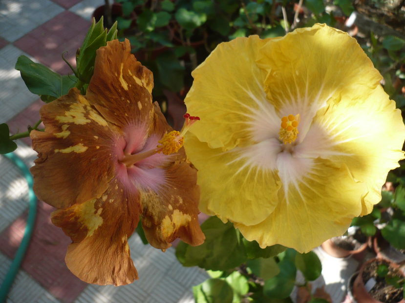 P1290962 - HIBISCUSI 2016-6