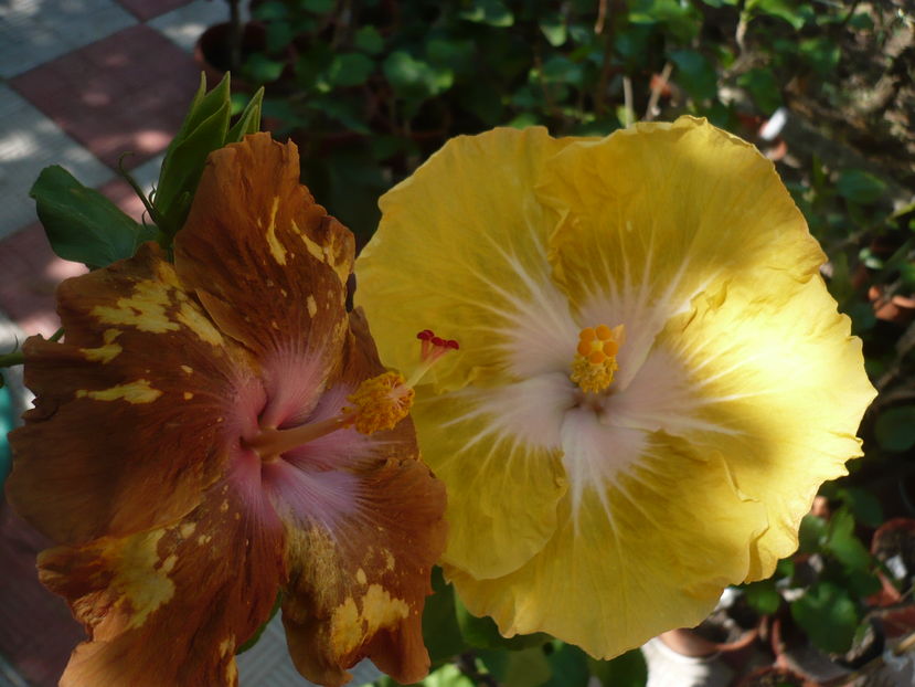 P1290964 - HIBISCUSI 2016-6