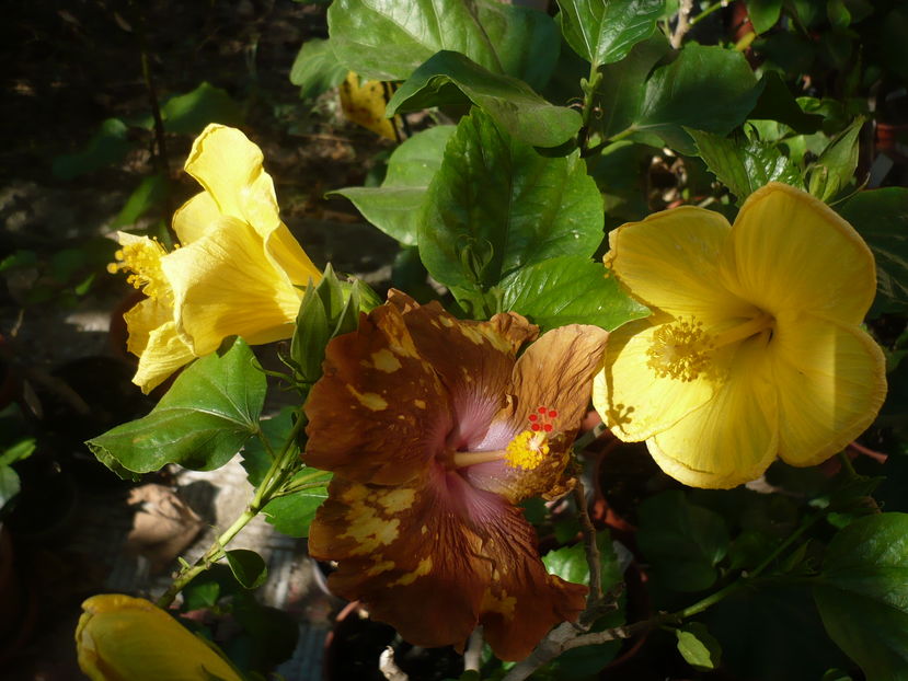 P1290965 - HIBISCUSI 2016-6