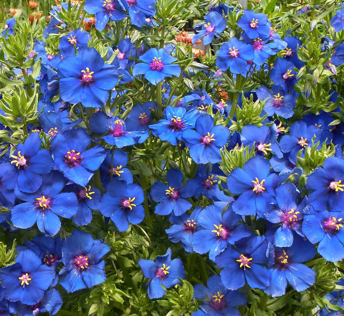 Anagallis Blue Pimpernel-scanteiuță  - SEMINTE HOBBY flori