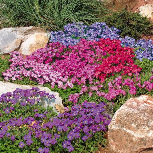 Aubrieta Cheeky Mix - SEMINTE HOBBY flori