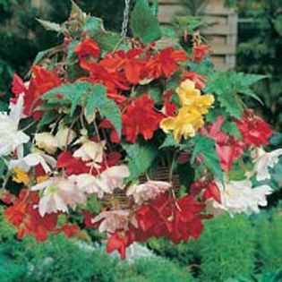 Begonia Basket Beauties