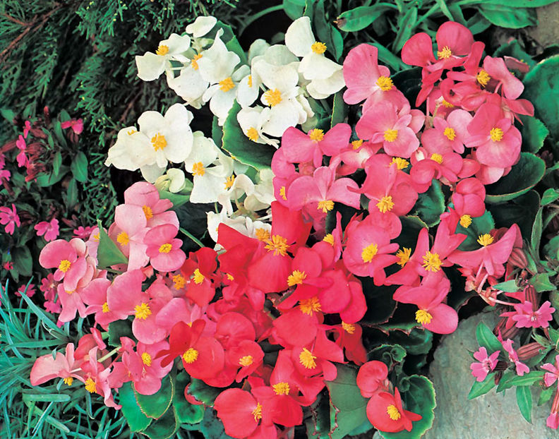 begonia summer  rainbow - SEMINTE HOBBY flori