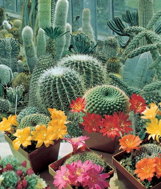 Cactus Superfine  - SEMINTE HOBBY flori