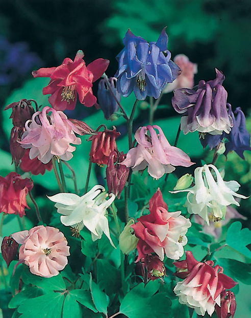 Caldaruse (Aquilegia) Biedermeier Mix . - SEMINTE HOBBY flori