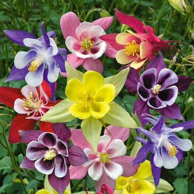 Caldaruse (Aquilegia) Biedermeier Mix1 - SEMINTE HOBBY flori