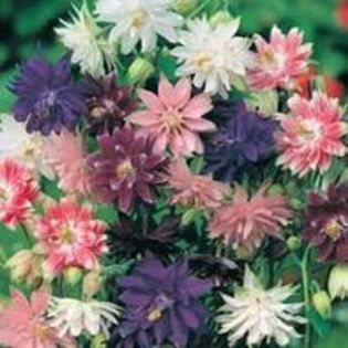 Caldaruse (Aquilegia) Nora Barlow Mixed