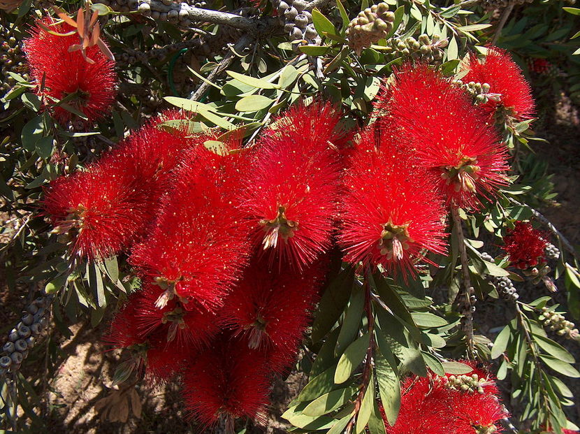 Callistemon 1. - SEMINTE HOBBY flori