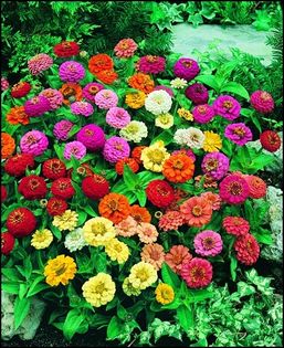 Carciumarese pitice Zinnia Thumbelina Mix