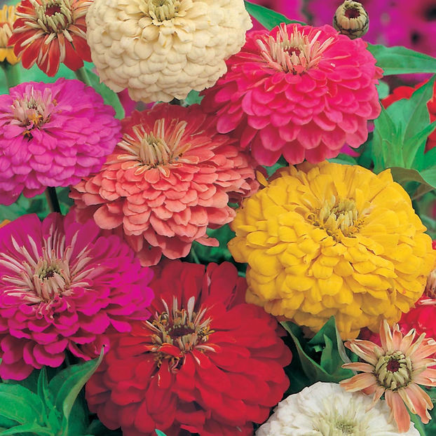 Carciumarese zinnia early wonder - SEMINTE HOBBY flori