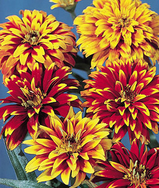 Carciumarese Zinnia h. Old Mexico1 - SEMINTE HOBBY flori