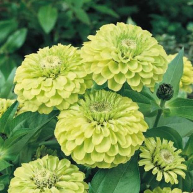 Carciumarese verzi (Zinnia) Envy Double2