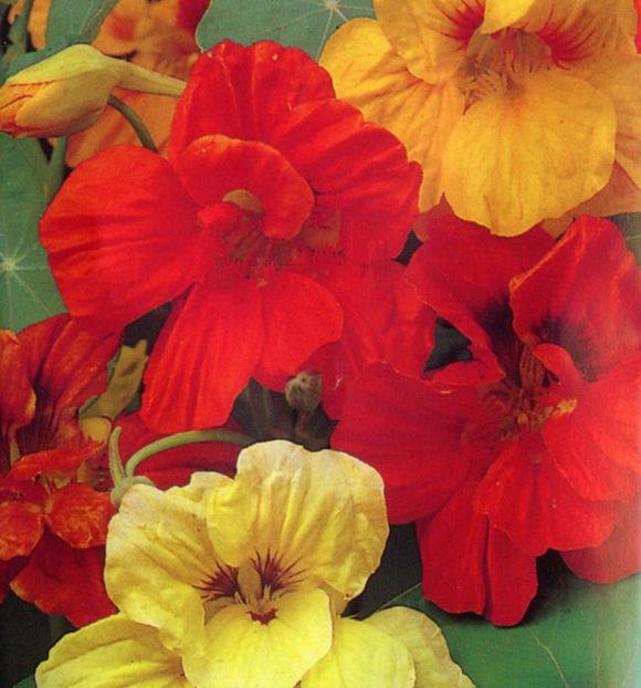 Călțunași tropaeolum gleam mix