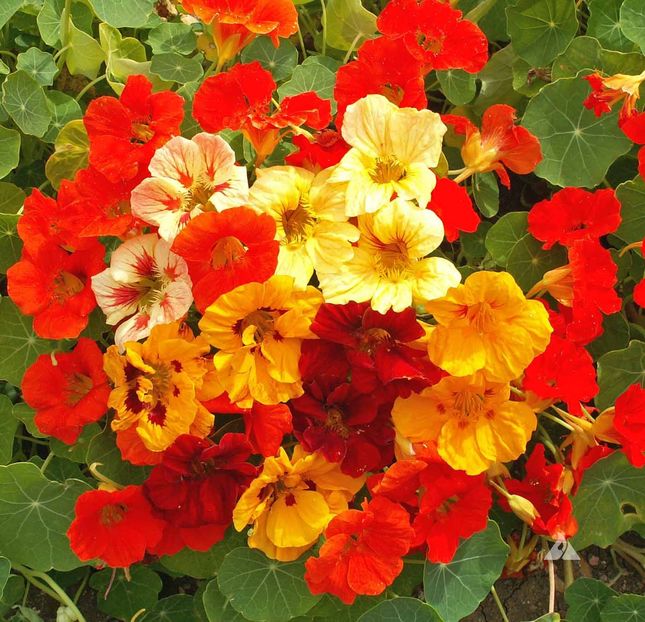 Călțunași Tropaeolum Jewels