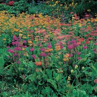 Ciubotica cucului Primula Candelabra  Mix