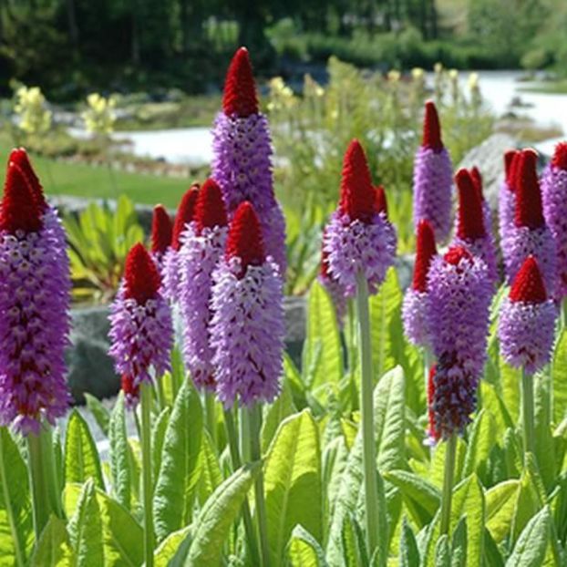 Ciubotica cucului Primula vialii