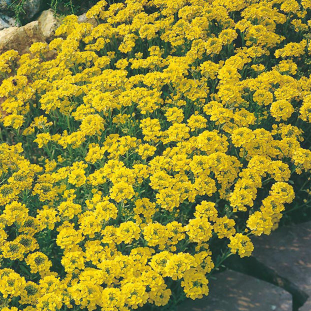 Ciucusoara Alyssum Gold Dust 