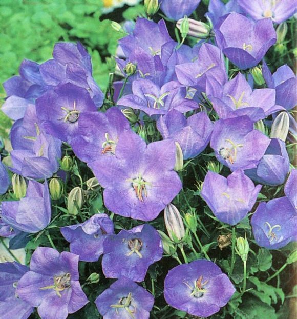 Clopotei campanula carpatica Blue.