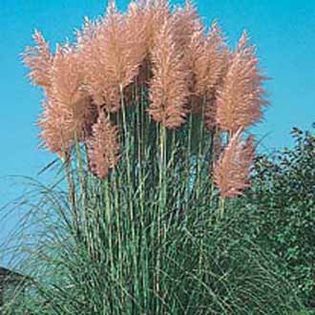 Cortaderia Pampas Pink