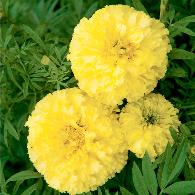 Craite inalte (Tagetes erecta)  Key Lime
