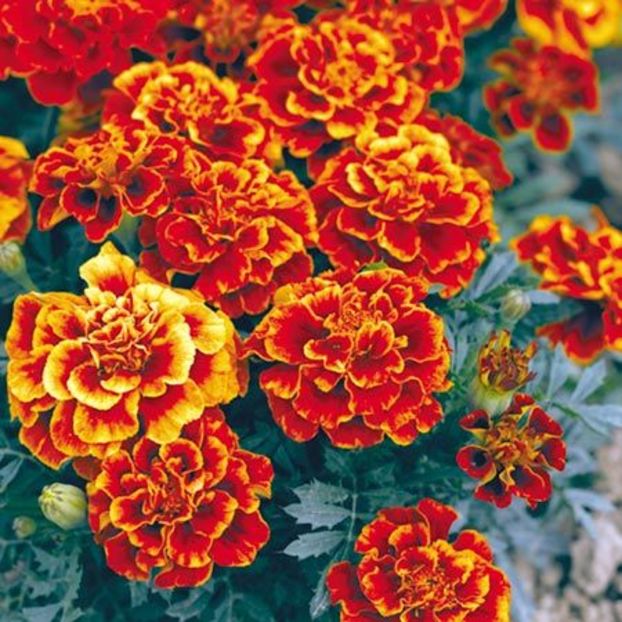 Craite pitice (Tagetes patula) Queen Sophia