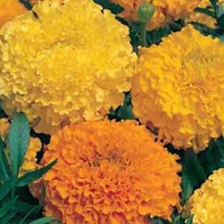 Craite Tagetes Double mix