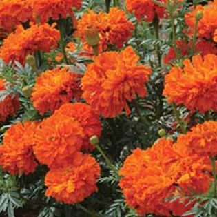 Craite Tagetes Kees Orange