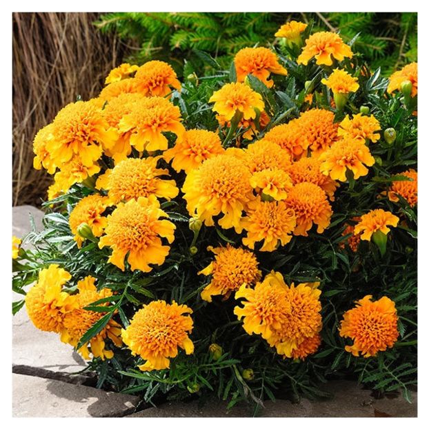 Craite Tagetes patula Chasca