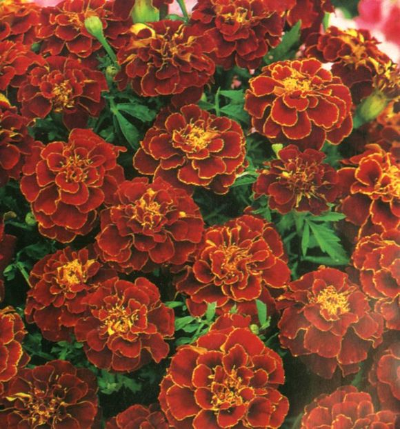 Craite tagetes red cherry1