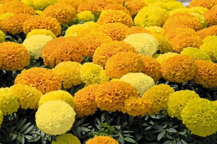 Craite tagetes sahara mix1