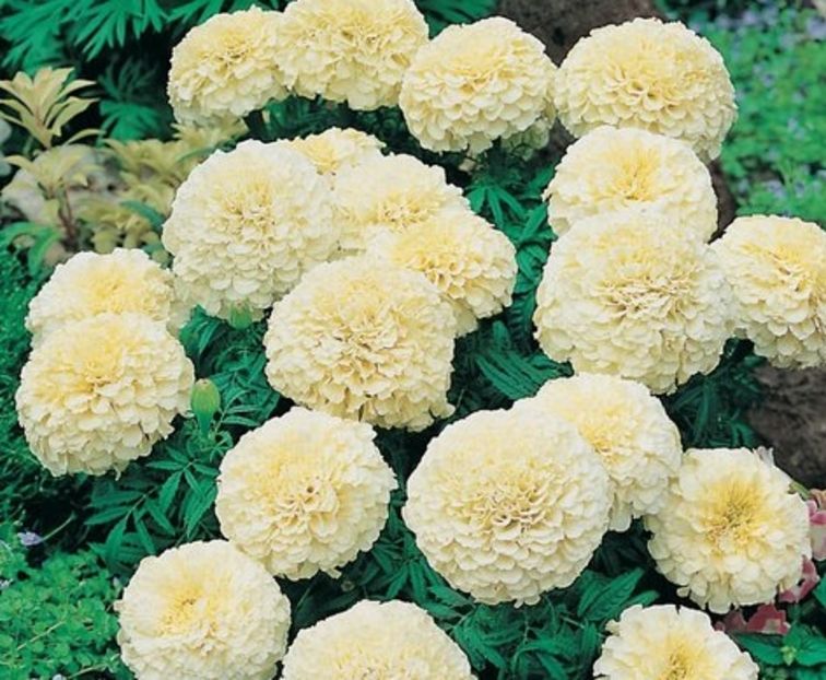 Craite tagetes Vanilla3