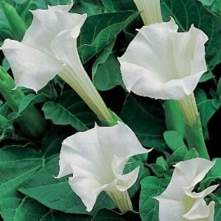 Datura metel0