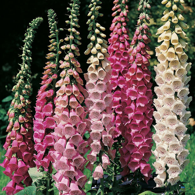 Digitalis Foxy Mix0