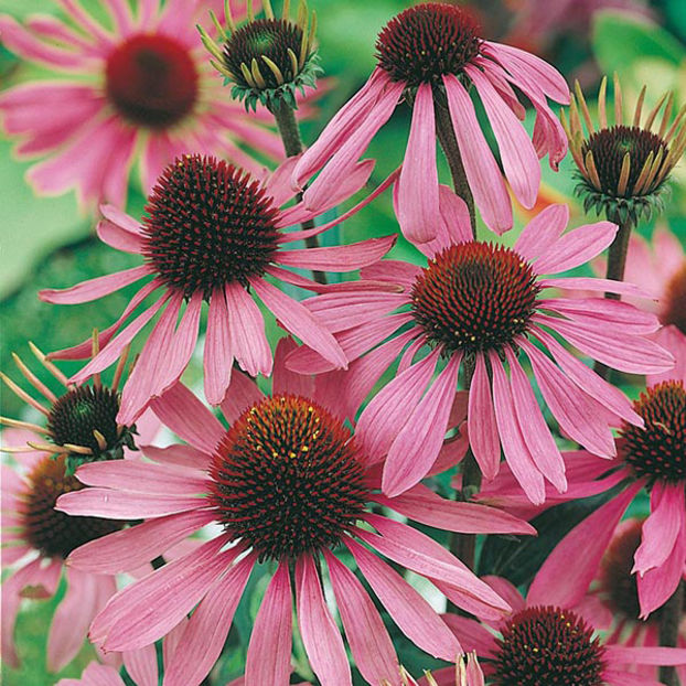 Echinacea Large Flowered 
