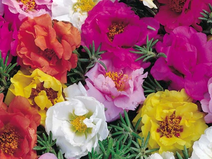 Floare de piatra Porulaca Double Mixed