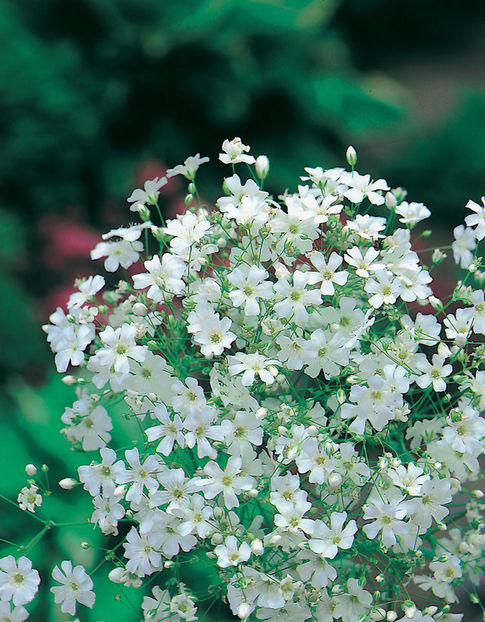Floarea Miresei Gypsophilla Monarch White