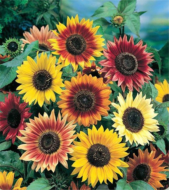 Floarea Soarelui Helianthus SUNBURST MIXED